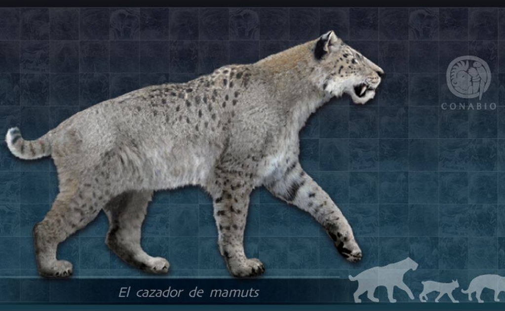 Scimitar-toothed cats also lived in Mexico, study shows