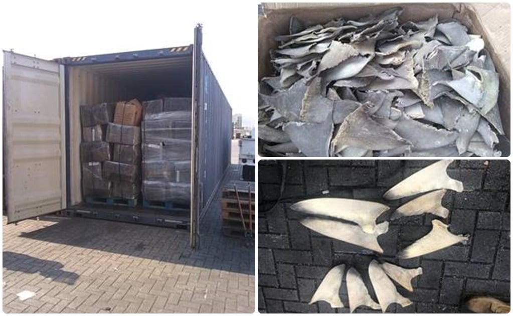 SAT asegura 10.4 toneladas de aletas de tiburón en aduana de Manzanillo