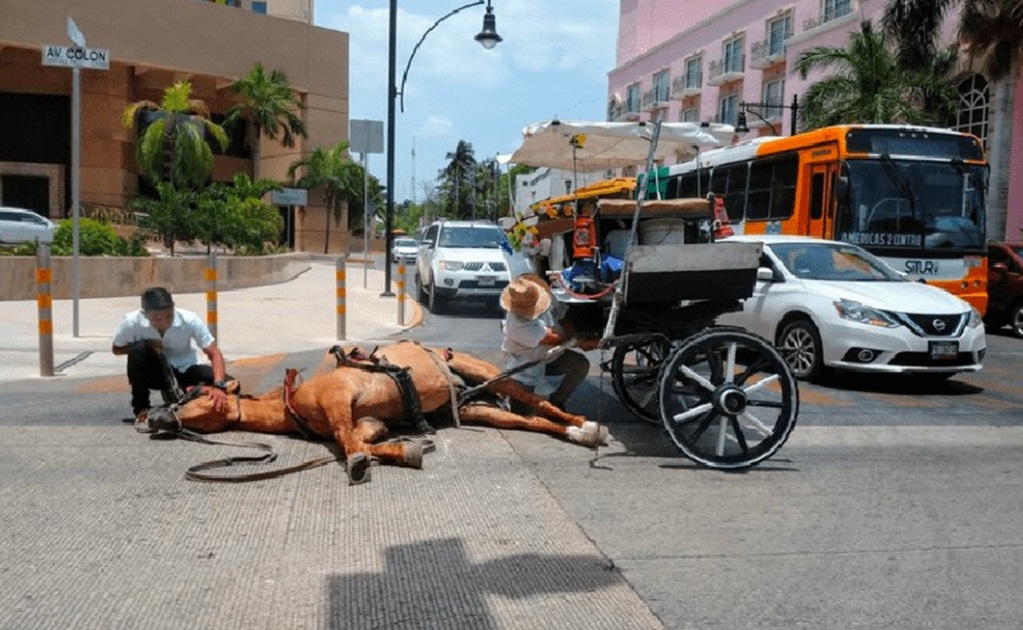Buscan sustituir calesas arrastradas por caballos por electrónicas en Mérida