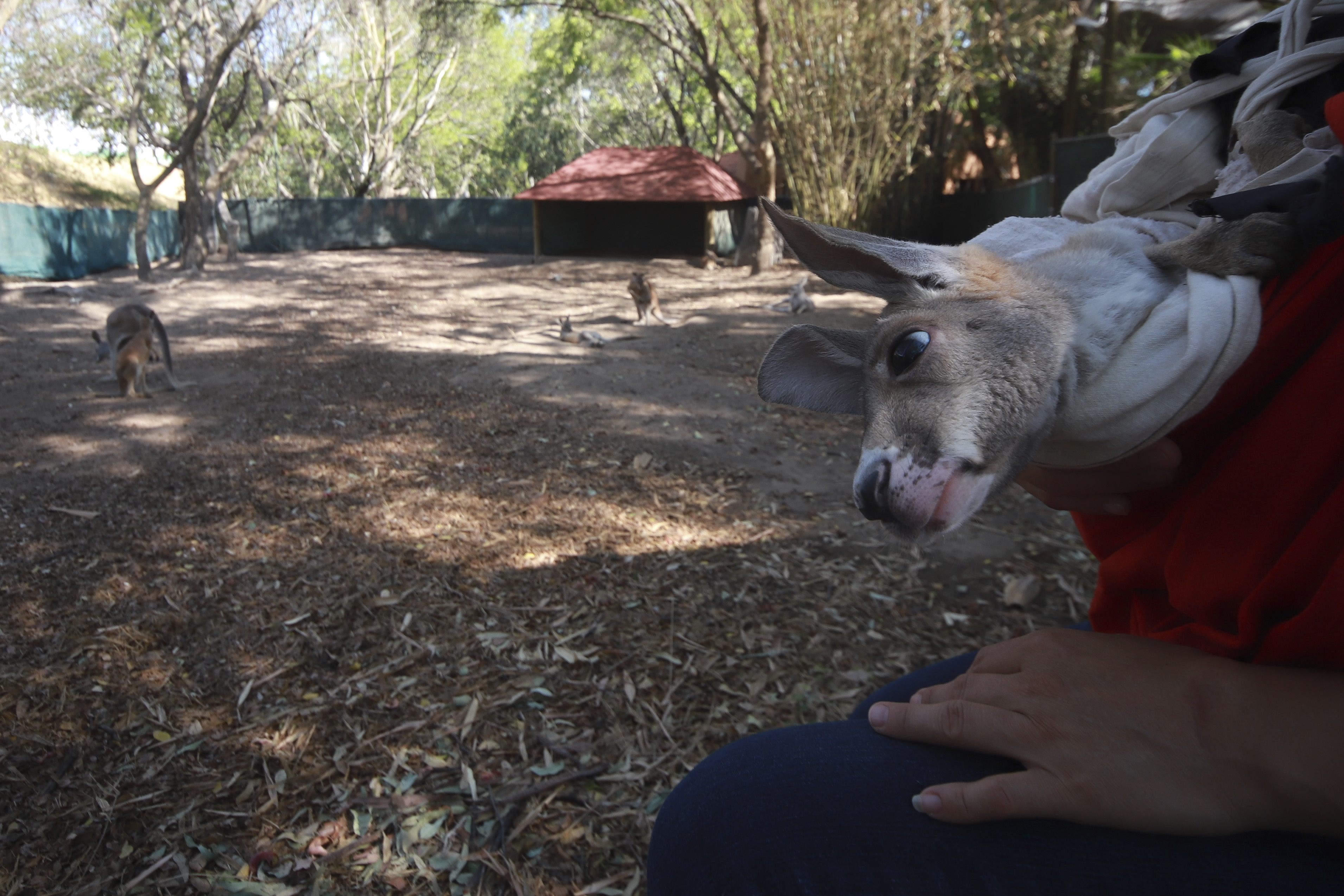 K&iacute;a, un reto para el zoo de Guadalajara