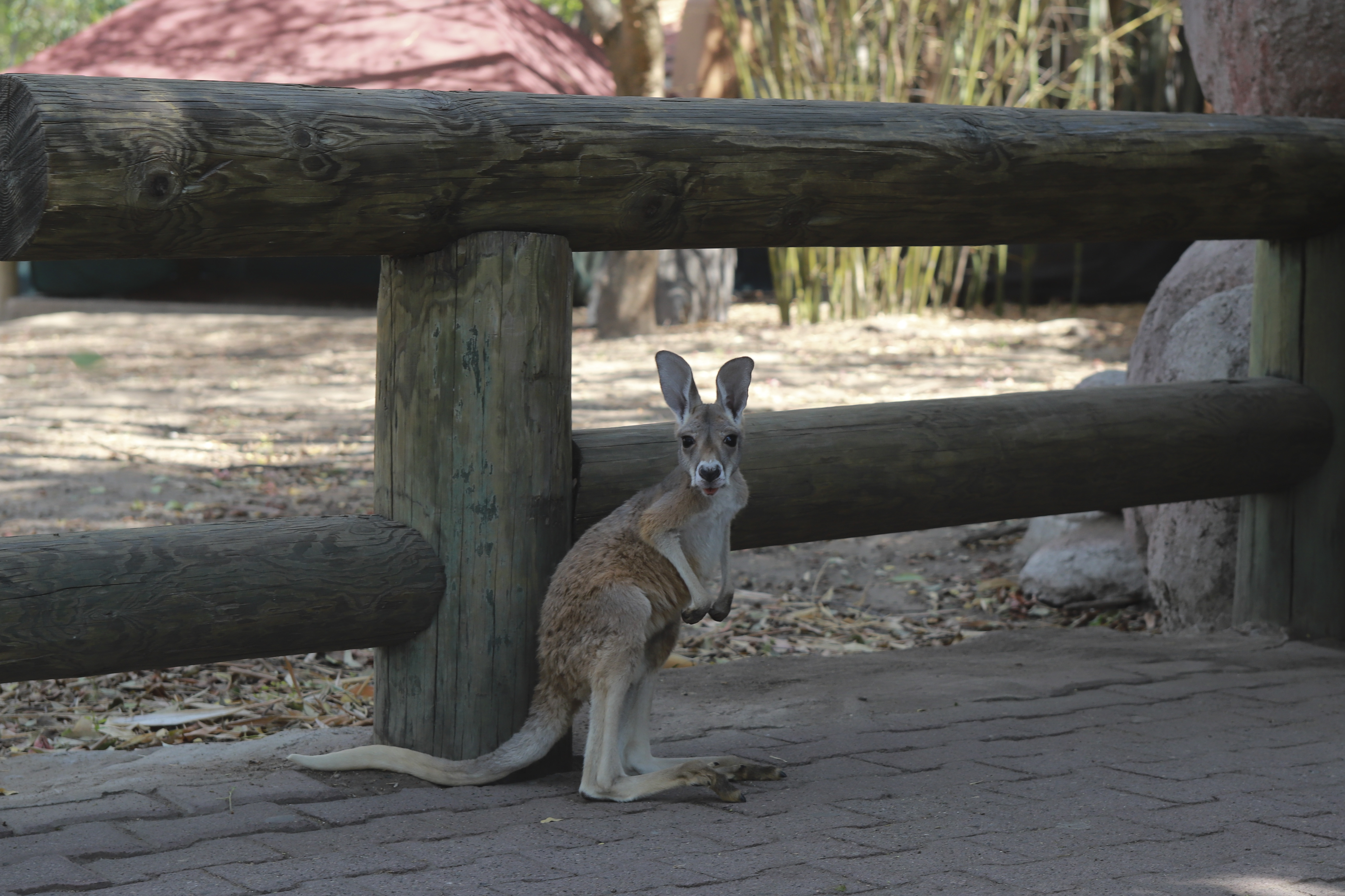 Kía, un reto para el zoo de Guadalajara