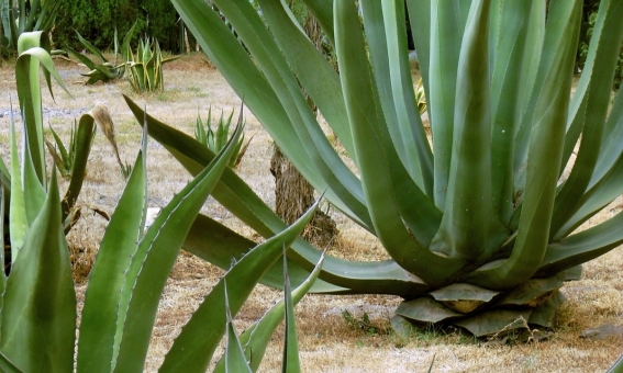 Tequila and mezcal threatened by new U.S. category Agave Spirits
