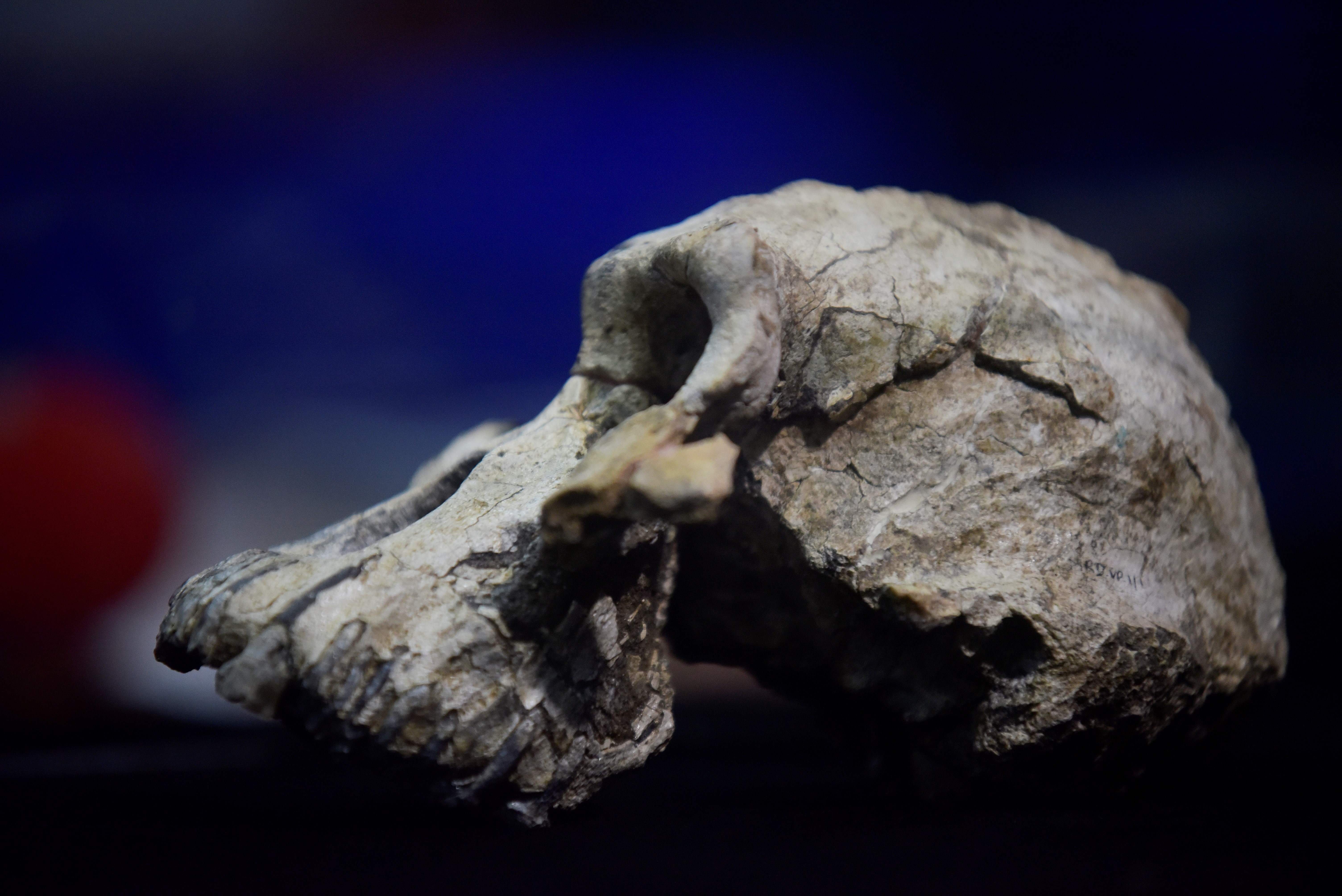 Encuentran cráneo de 3.8 millones de años de antigüedad en Etiopía