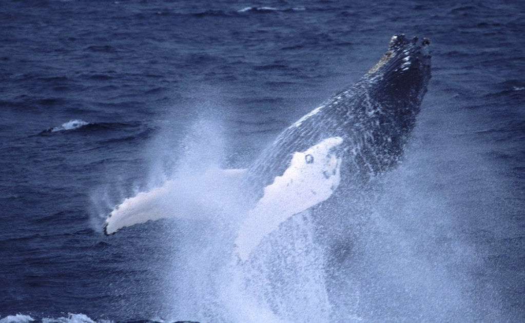 Graban cómo las ballenas se alimentan mediante burbujas