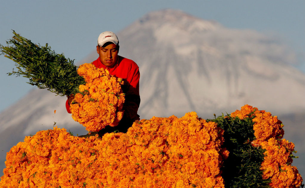 China e India superan a México en producción de flor de cempasúchil