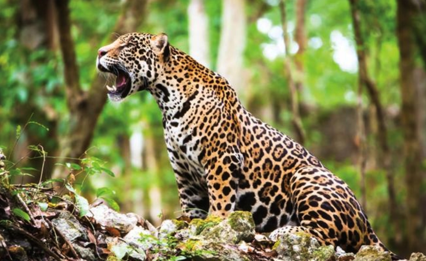Detectan a diez felinos en peligro de extinción en el sur de México