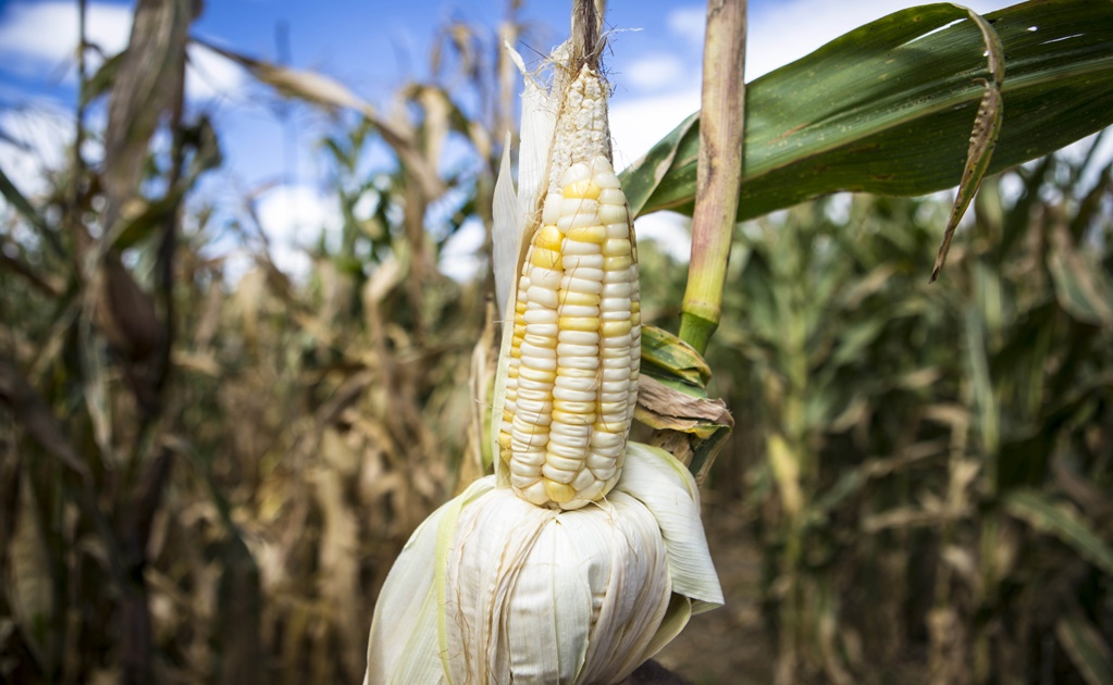 Mexican scientists create eco-friendly insecticide to save corn