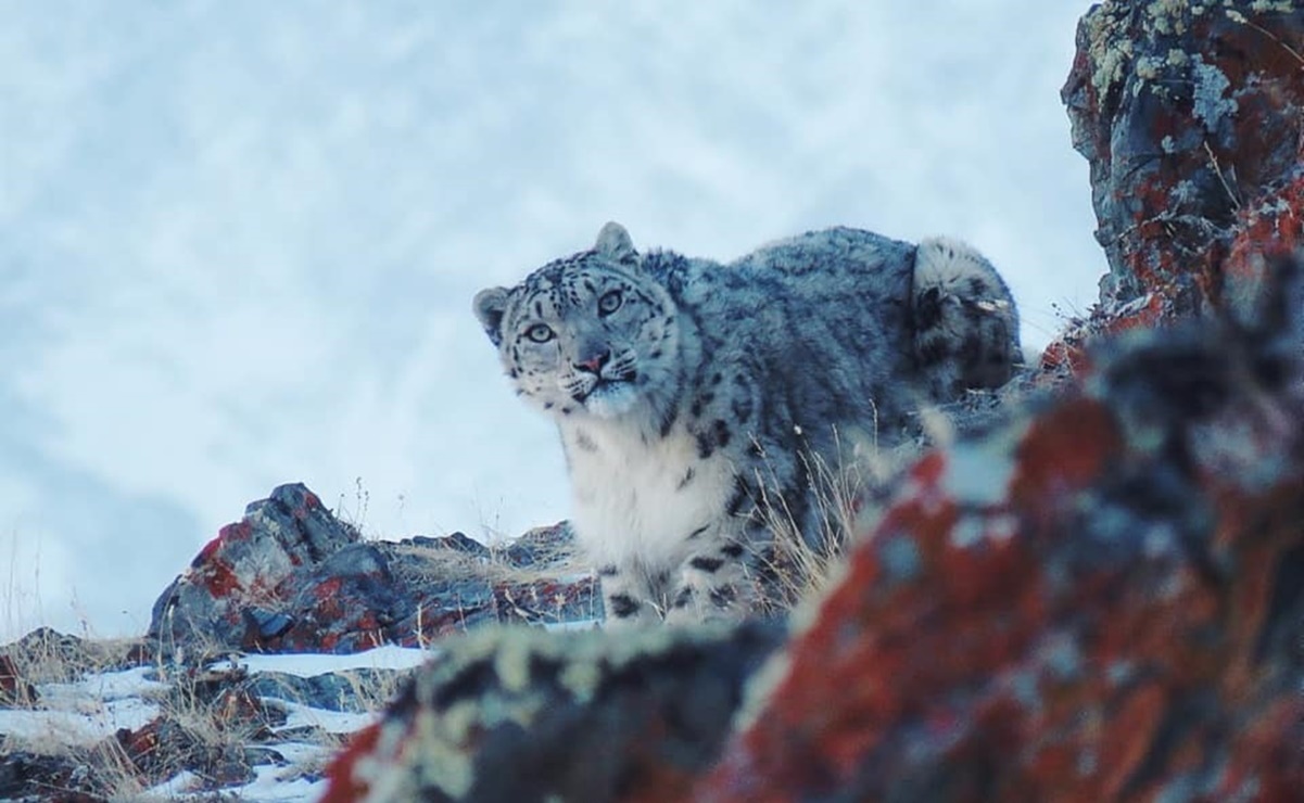 El leopardo de las nieves reaparece después de varios años