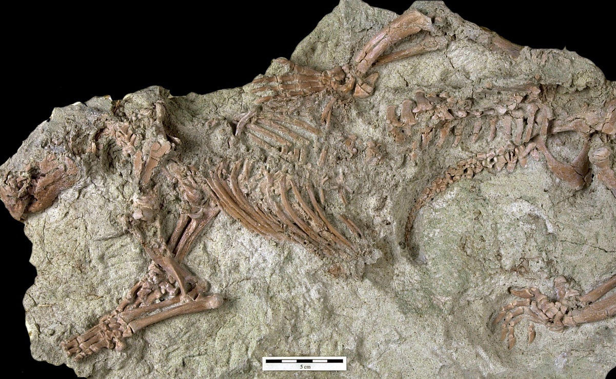 Hallan fósil de mamífero extraño de hace 66 mil años