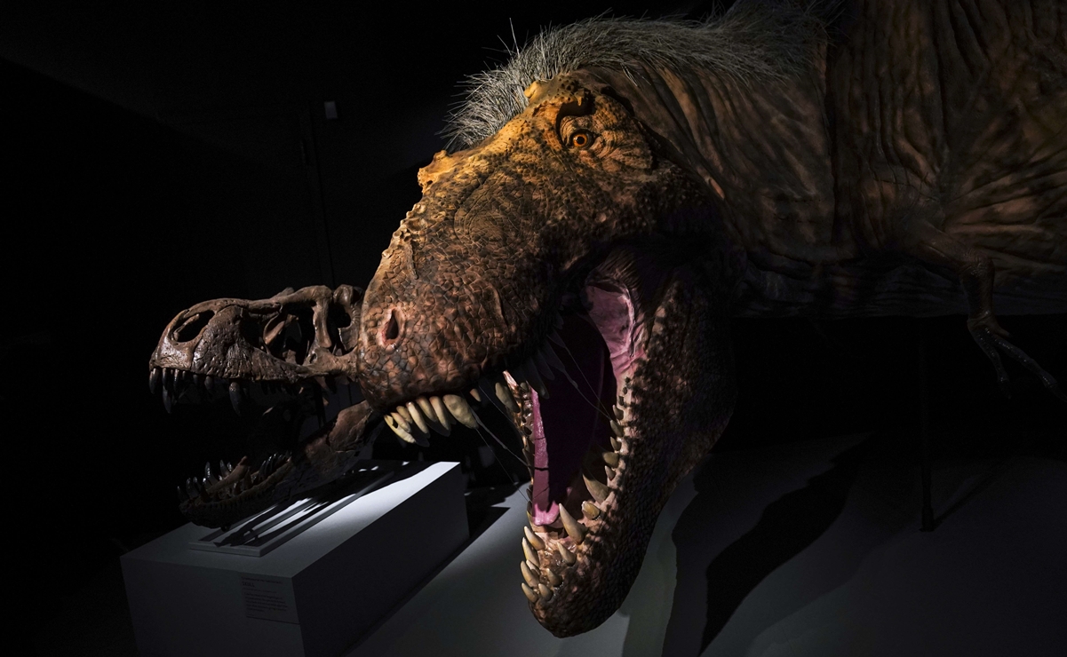 Estudio contradice creencia sobre velocidad de los Tiranosaurus rex