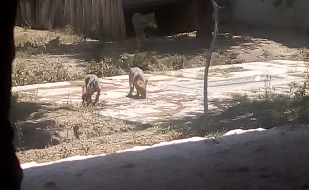Nacen dos lobos mexicanos en el Zoológico de San Juan de Aragón