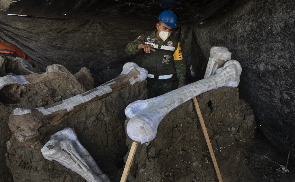 World’s largest mammoth central found in Mexico's new airport could solve the riddle to their extinction