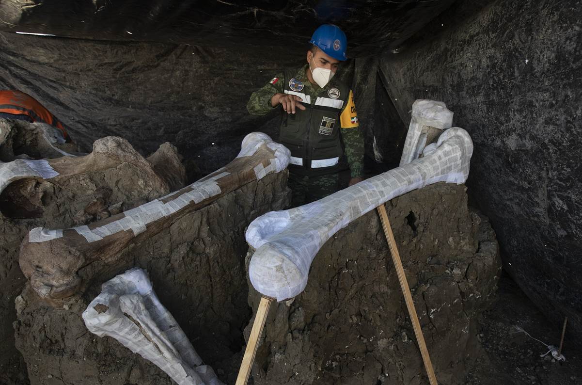 Photo of Se eleva a 200 el número de esqueletos de mamut descubiertos en Santa Lucía