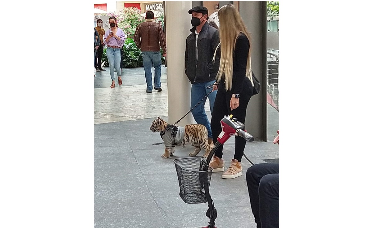 Woman walks tiger, an endangered species, at shopping mall in Mexico City