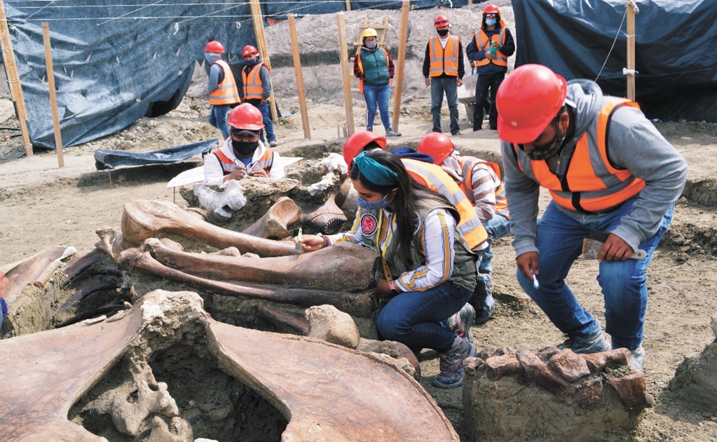 Mexico’s airport construction site unearths major Ice Age mammoth graveyard