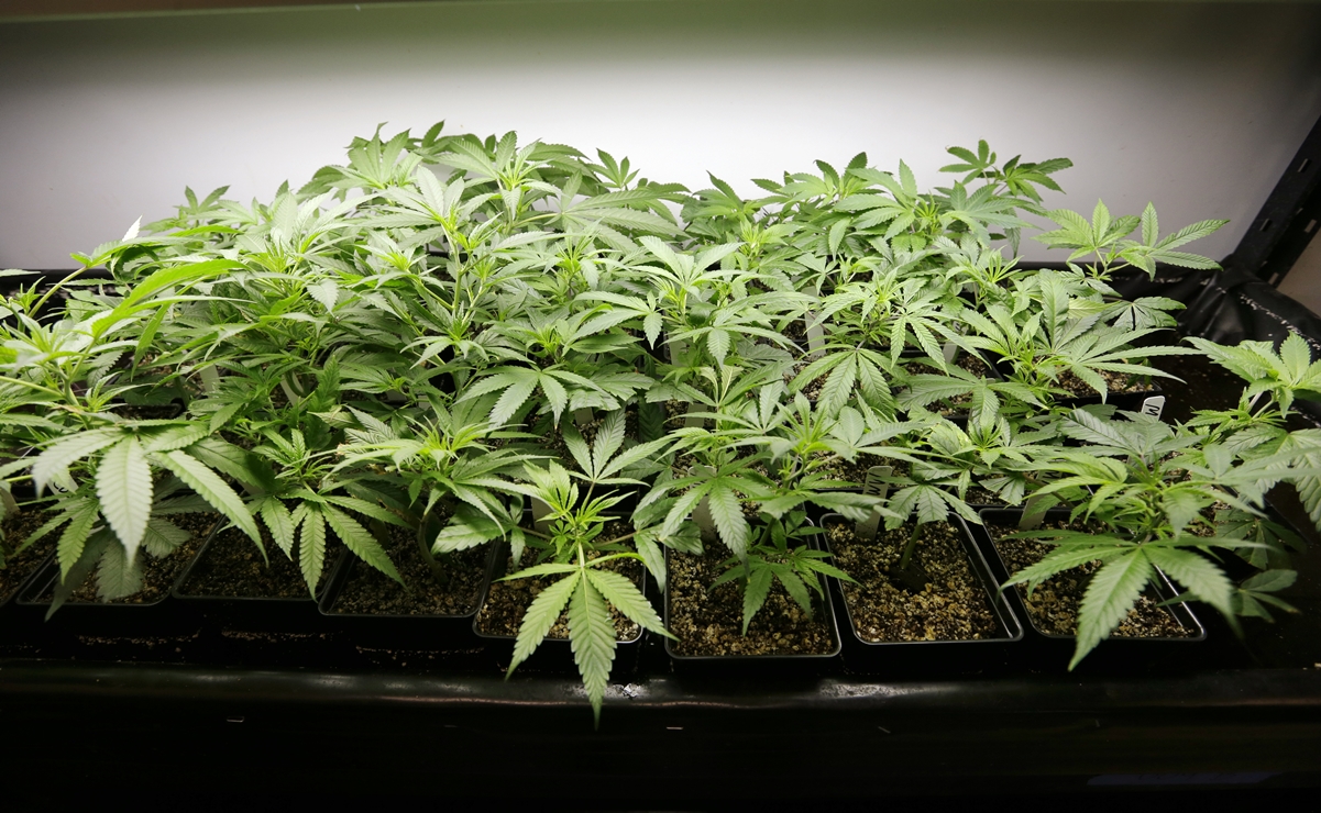 10 claves de la propuesta de ley sobre marihuana y su “uso adulto” que avanza en Senado