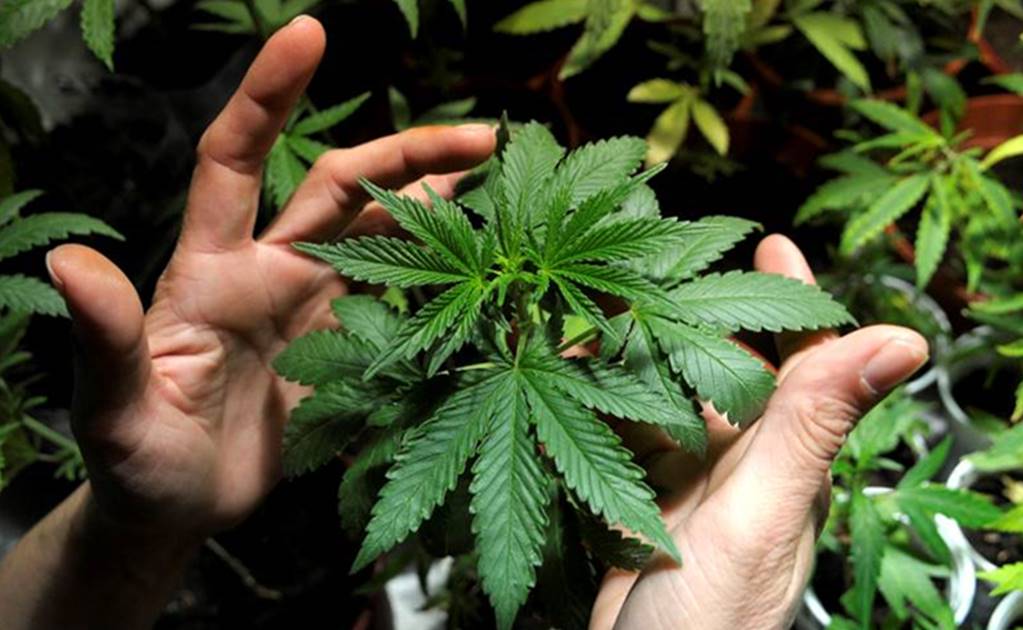 Entra en vigor uso medicinal de la marihuana; se publica en el DOF reglamento de la Ley General de Salud
