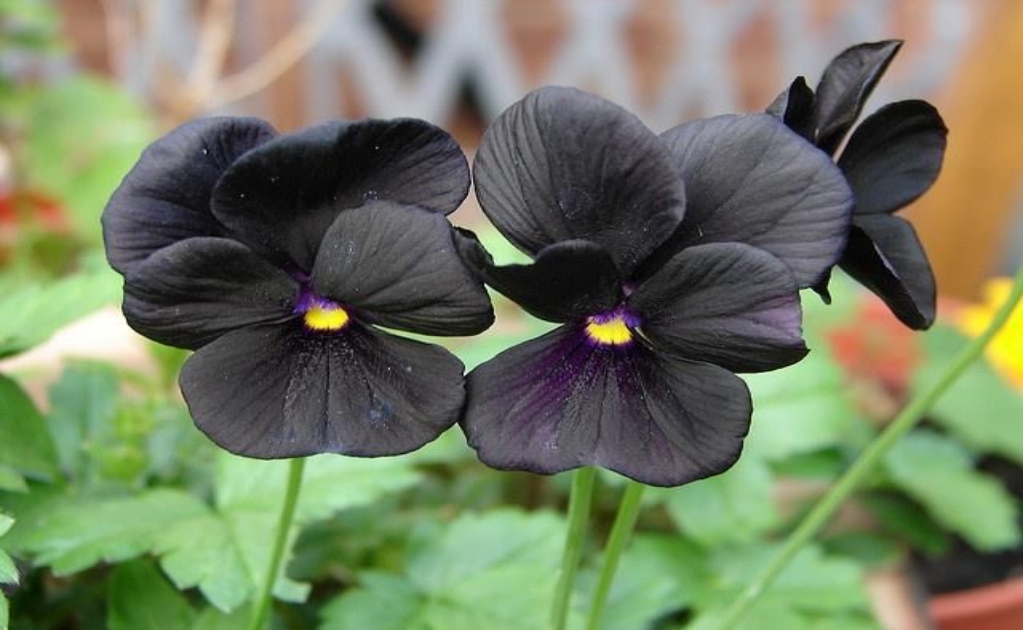Los tipos de plantas negras más bellas