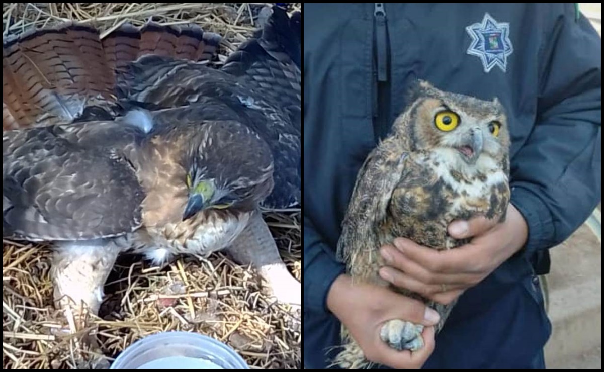 Two injured owls and a golden eagle rescued in Aguascalientes