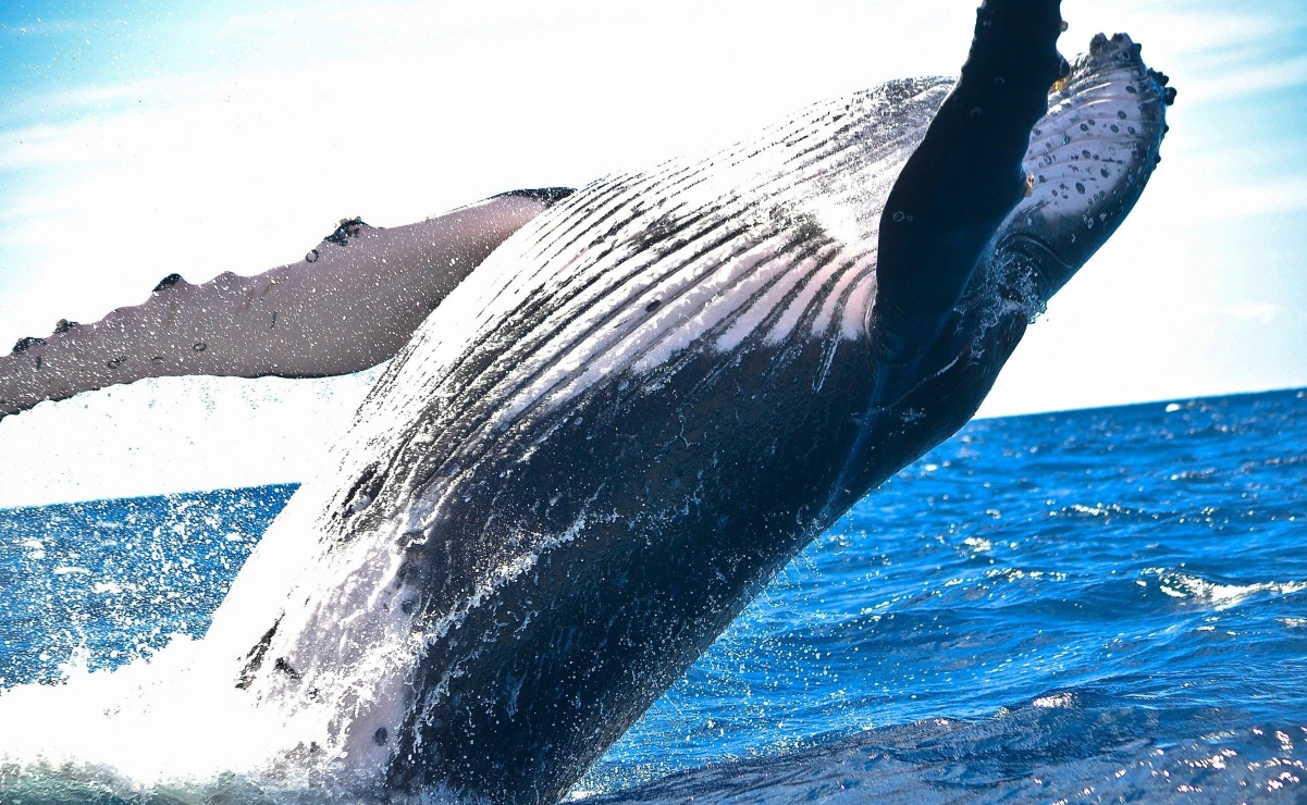 conservación-de-las-ballenas