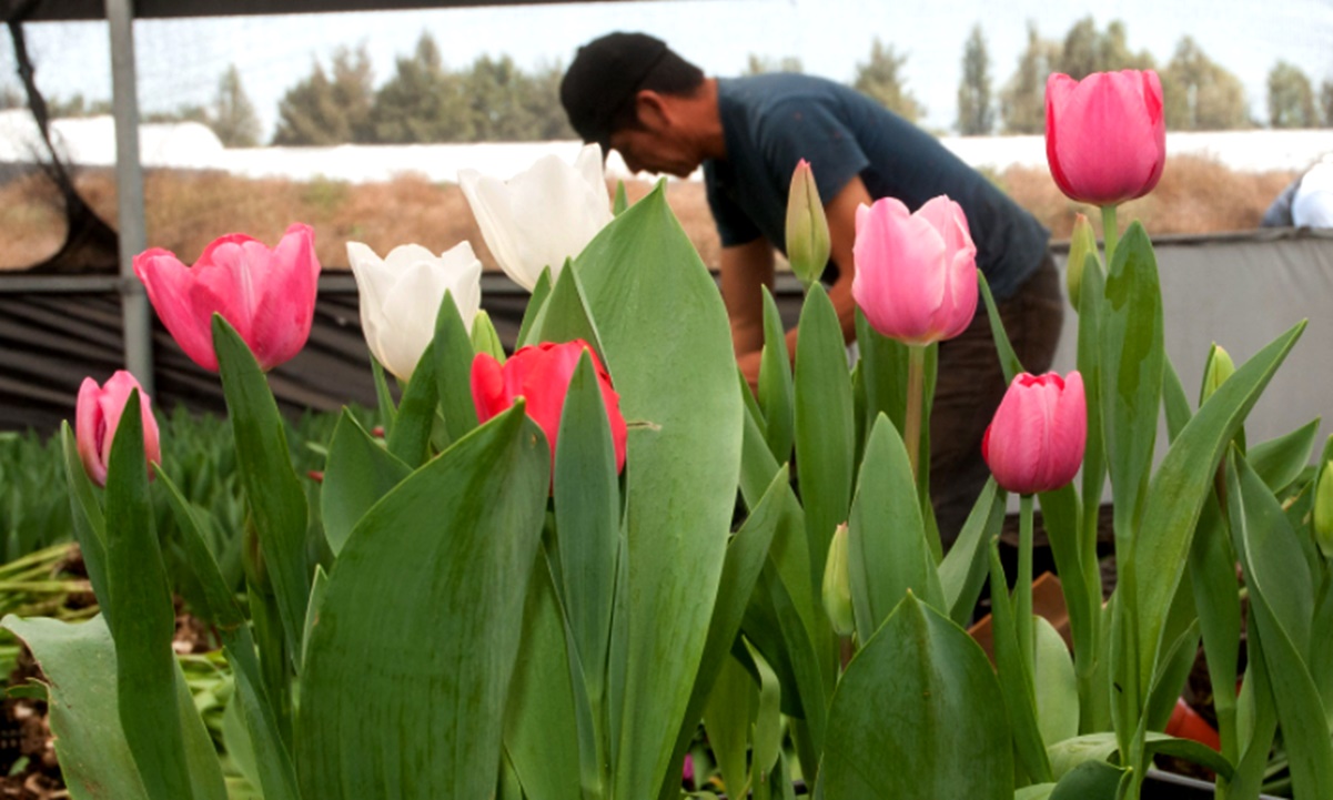 Lista producción nacional de flores para festejos del Día de la Madre