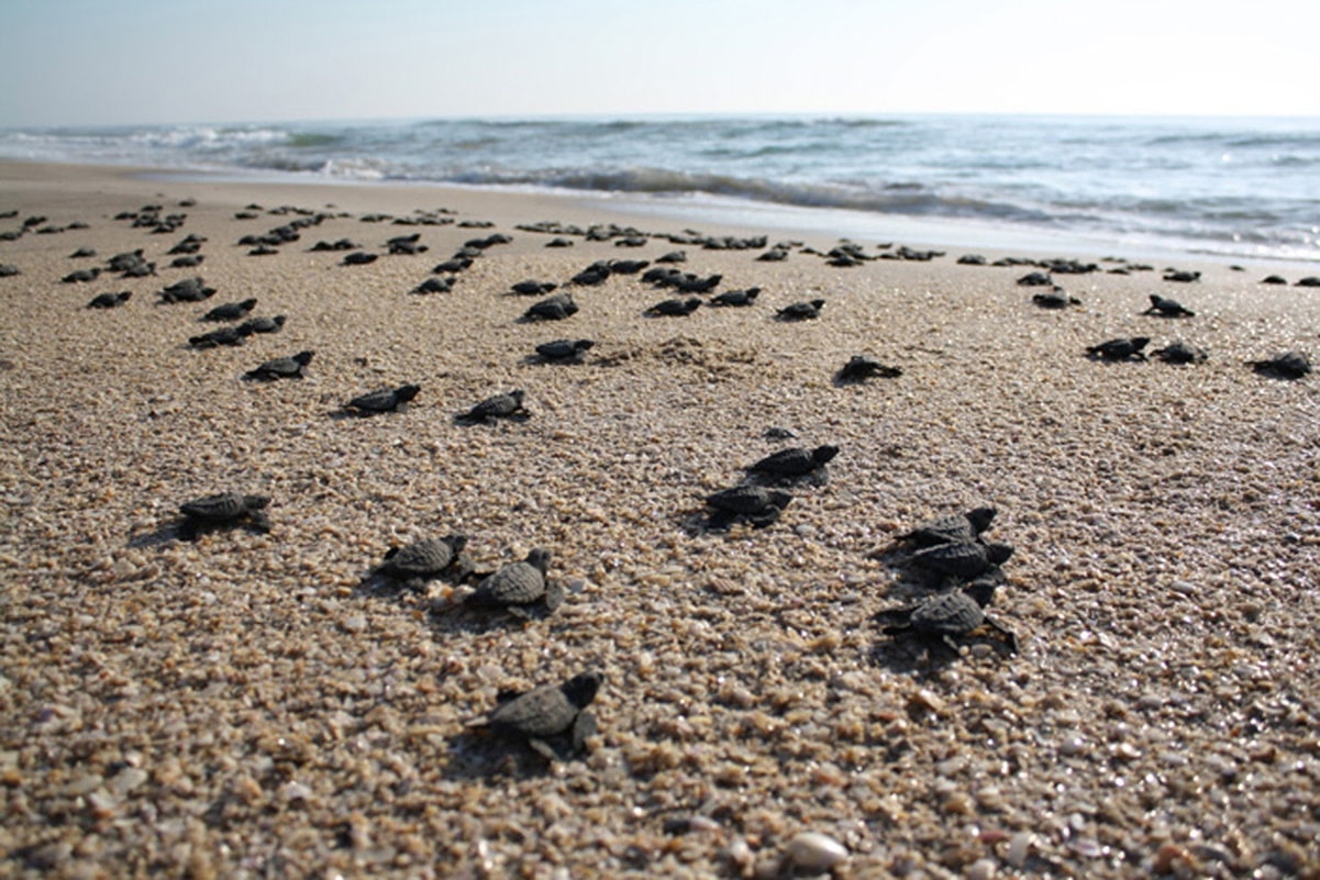 México rebasó en 2020 el límite de mortandad de tortugas caguama en BCS, señalan reportes