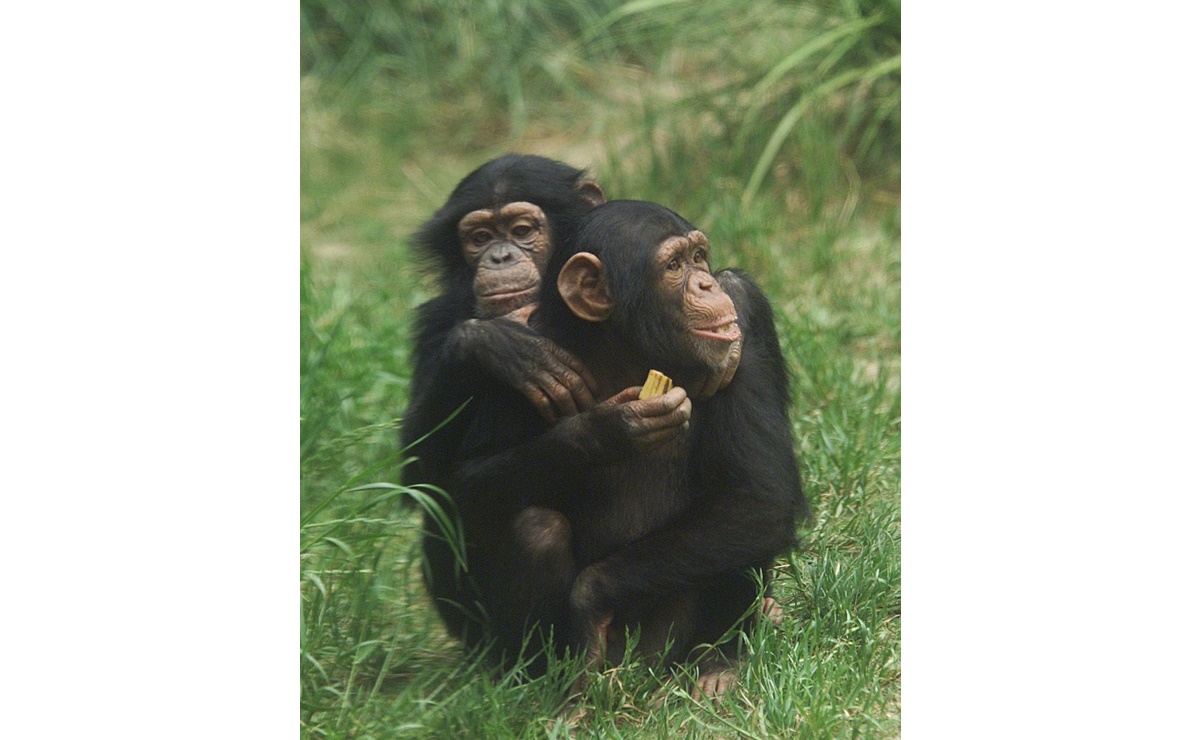 Chimpancés superaran el estrés causado por la muerte de su madre: Estudio