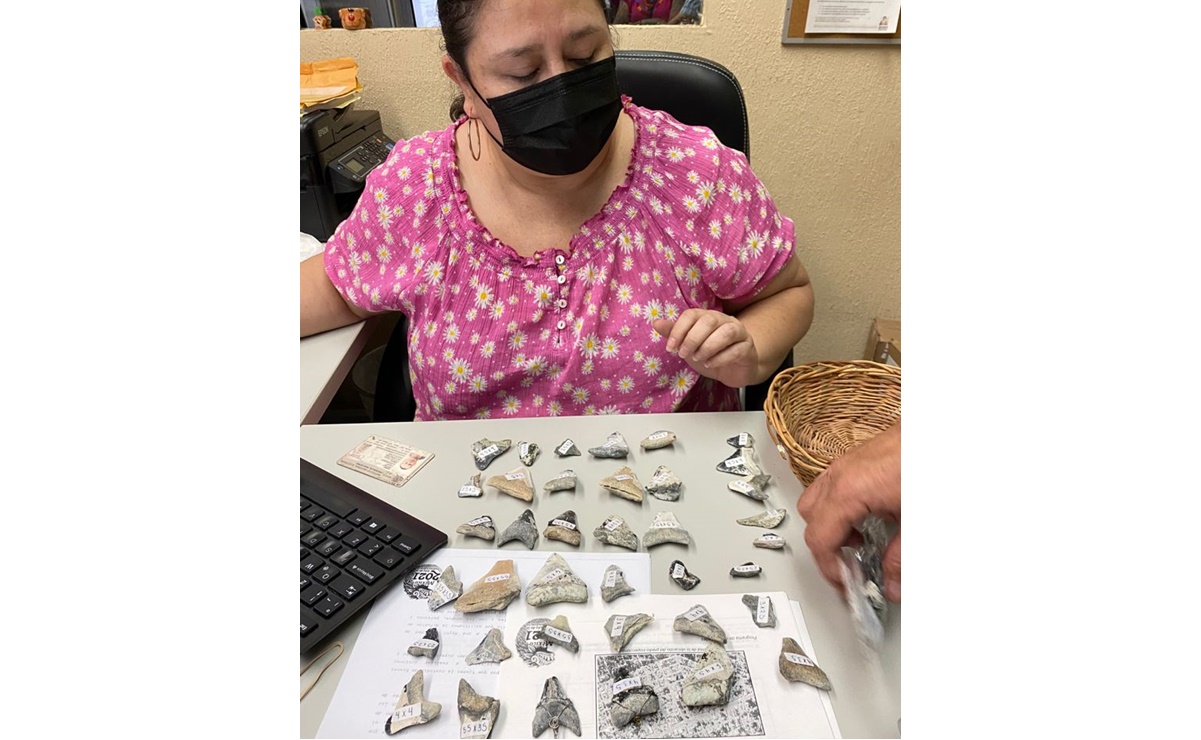 Habitante de Quintana Roo entrega al INAH 211 dientes de un tiburón prehistórico