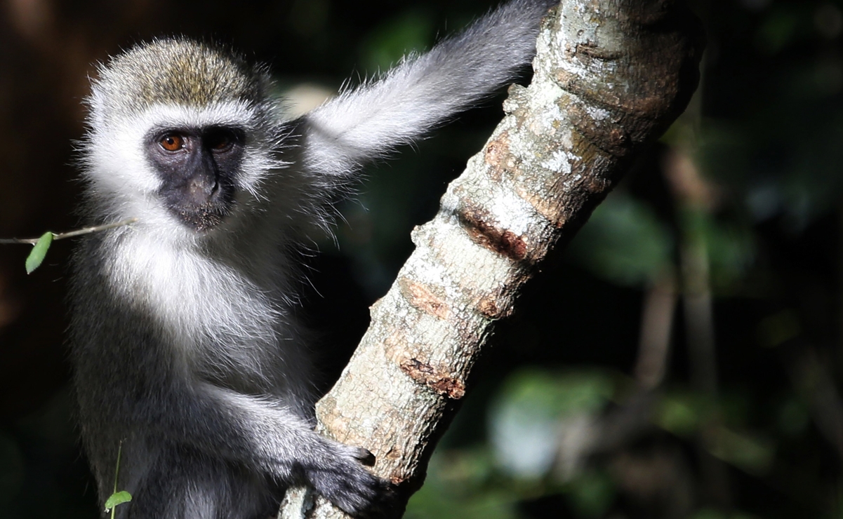 Monitorean a más de 200 personas por caso de viruela del mono en EU