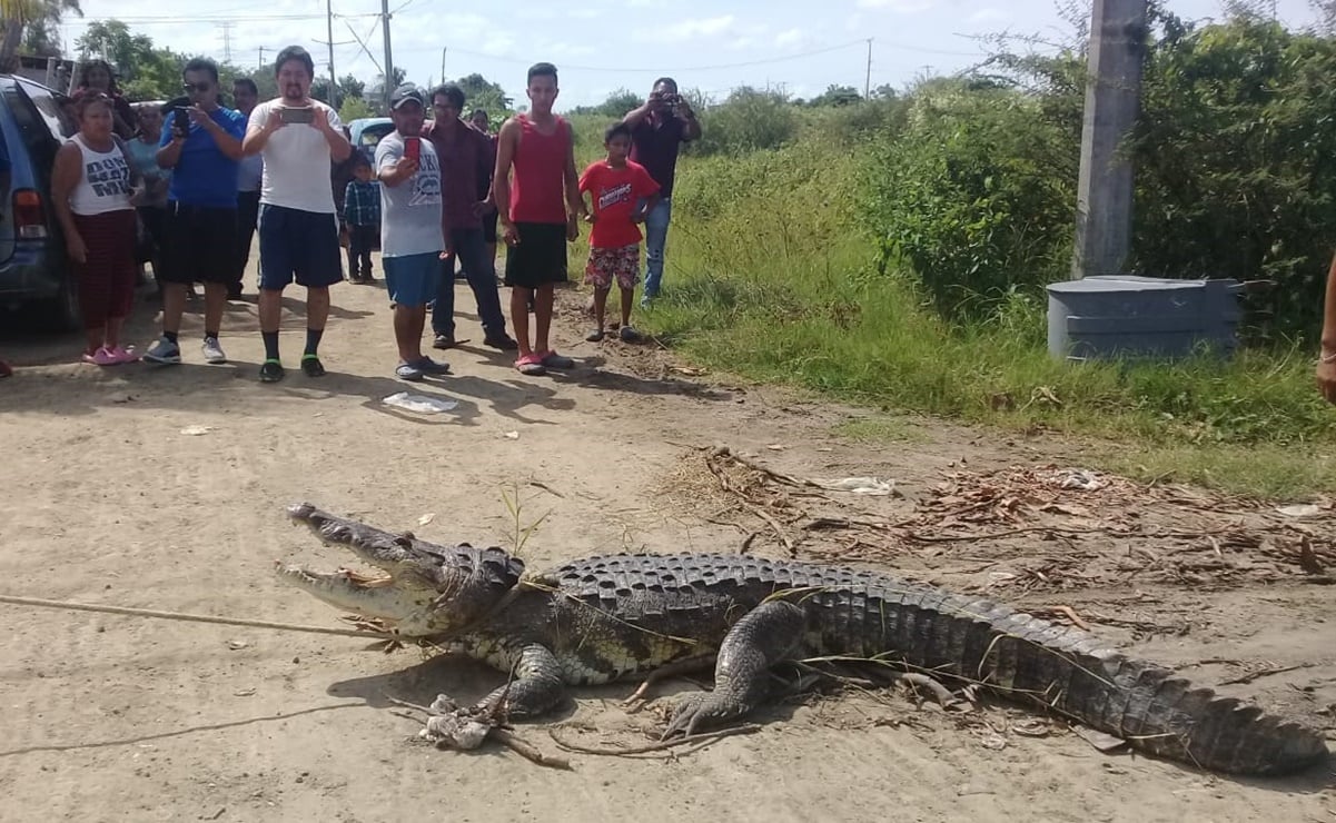 Capturan enorme cocodrilo en ejido de Altamira, Tamaulipas