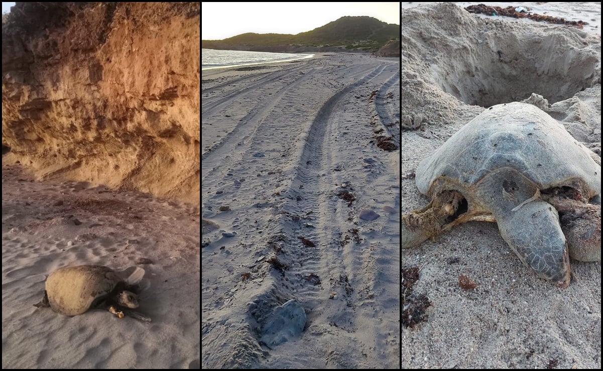 Juniors y funcionarios atropellan con “raicers” a tortugas, denuncian en Guaymas, Sonora