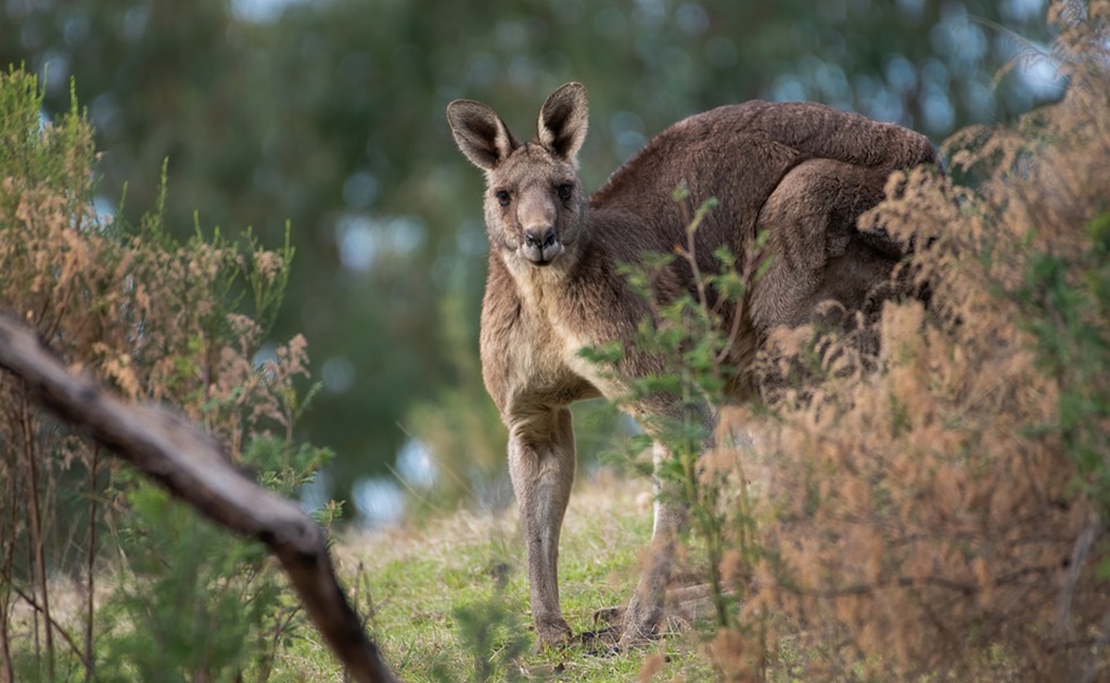 Caen dos jóvenes tras haber maltratado a 14 canguros en Australia