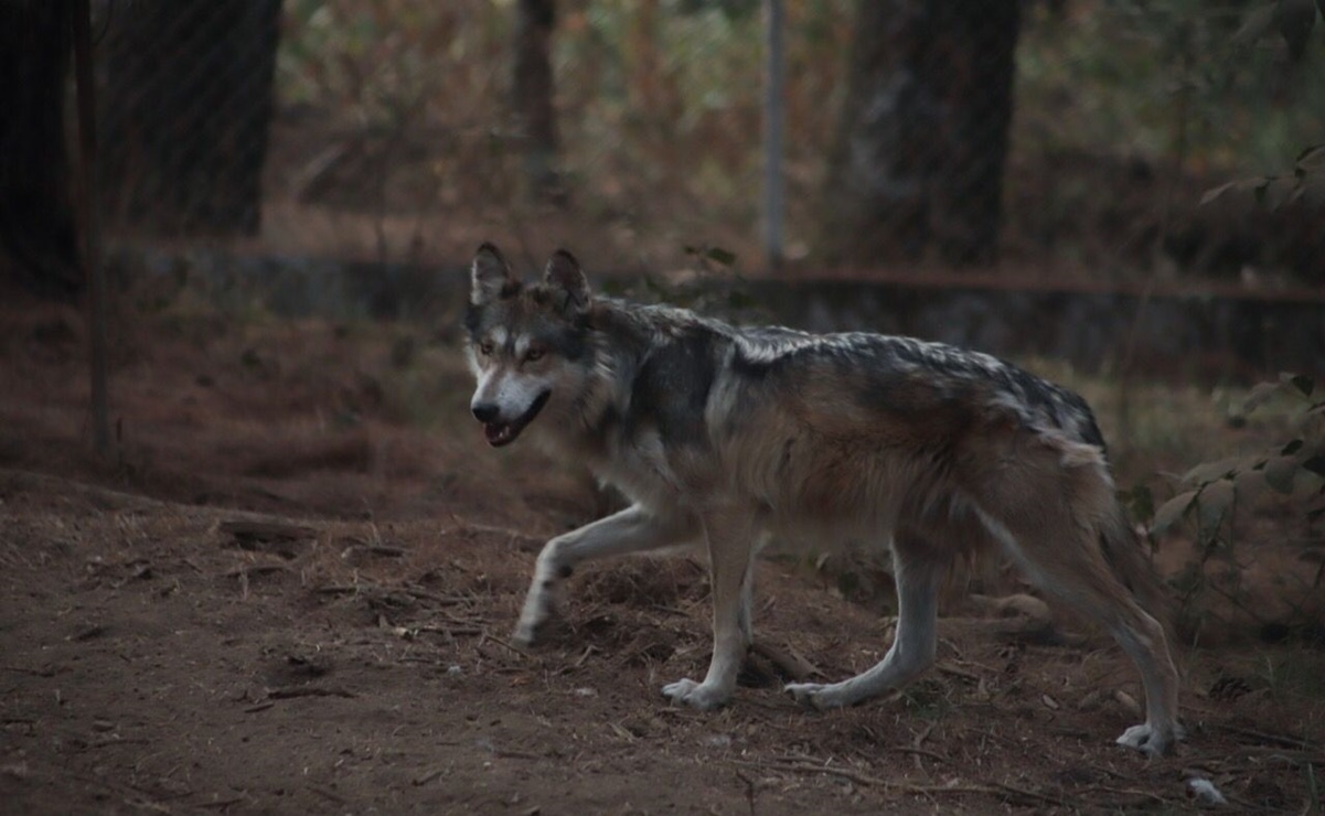 Localizan y resguardan a lobo gris mexicano que escapó de albergue en Tenancingo