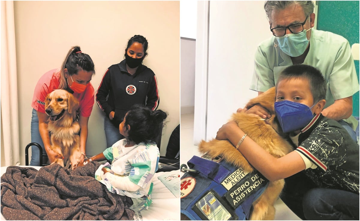 Brindan perros terapia y apoyo emocional en Hospital del Niño