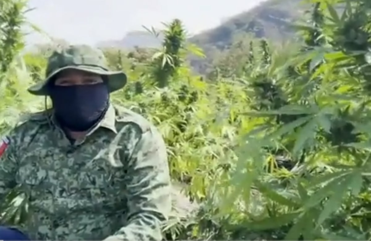Marihuaneros de Guerrero, los otros narcos que no son millonarios