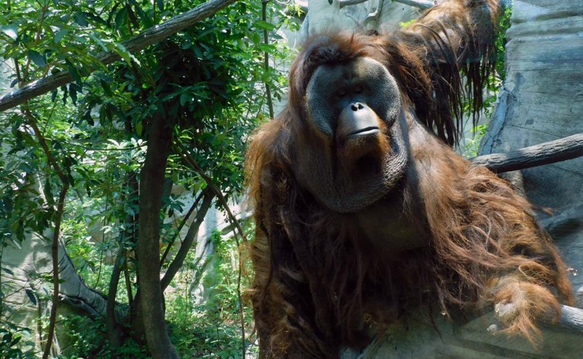 Fallece Toto, orangután treintagenario en Zoológico de Chapultepec
