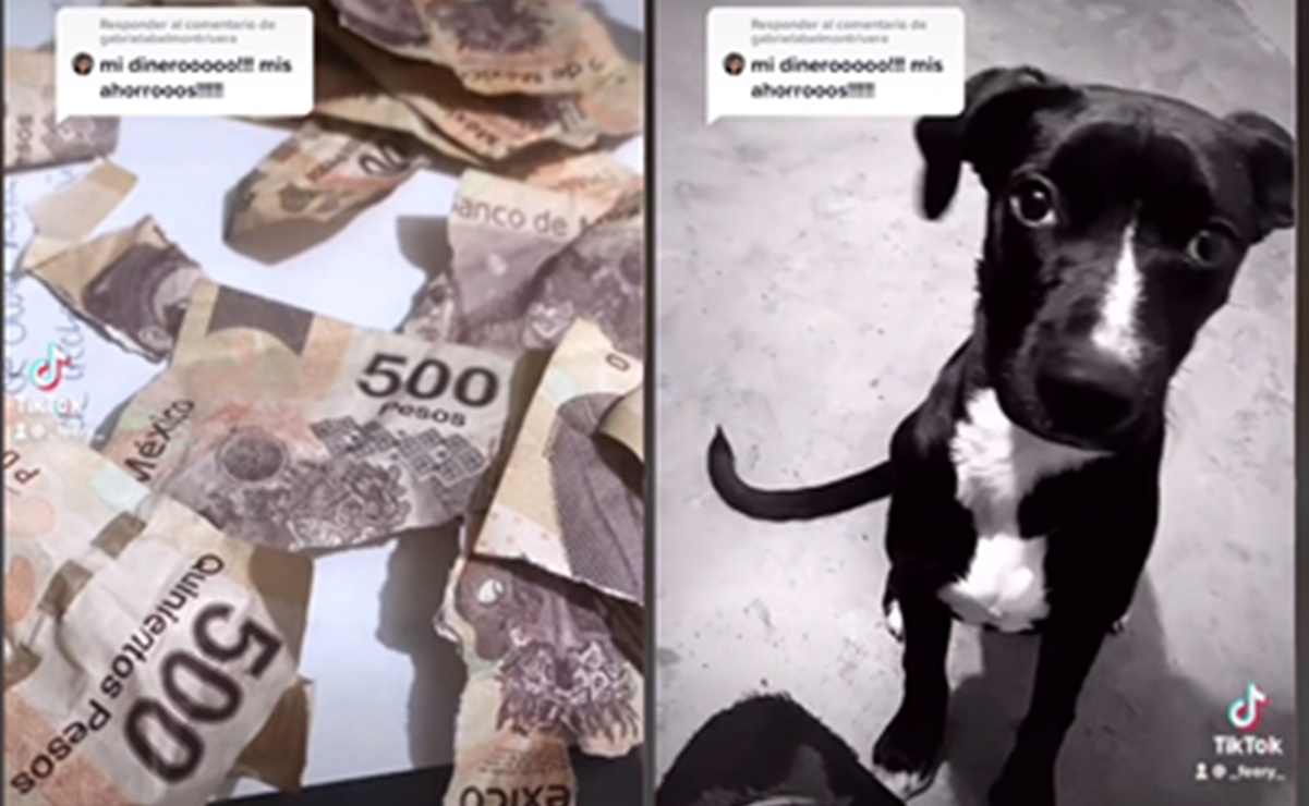 VIDEO. "¡Mis ahorros, mi dinero!", perrito destroza el aguinaldo de su dueña