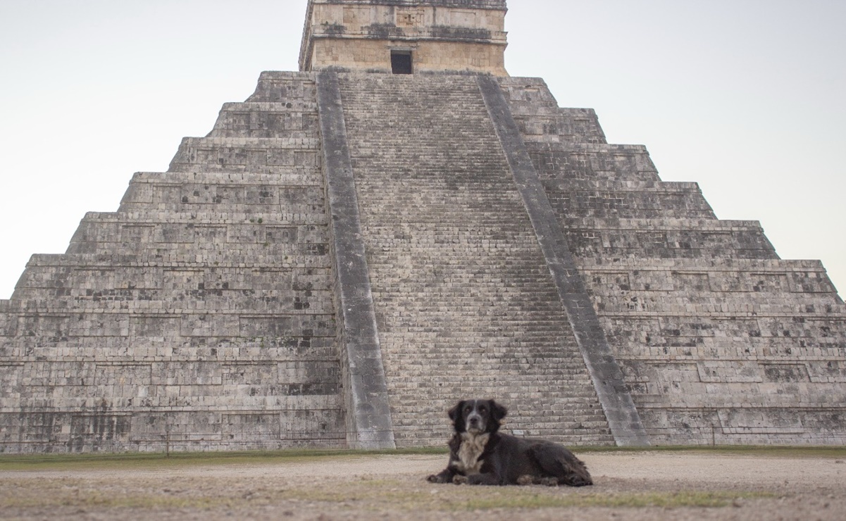 Reanudarán rescate de perros en zona arqueológica de Chichén Itzá