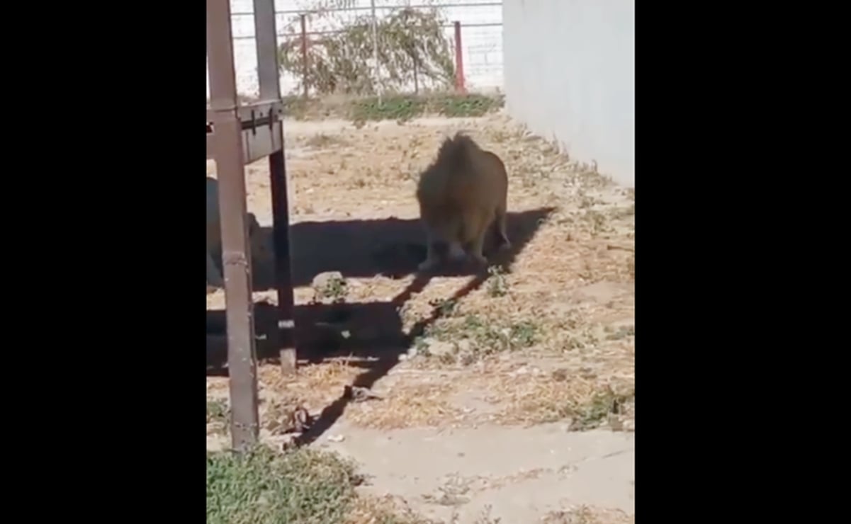 León blanco devora a su cría recién nacida en zoológico de Hidalgo por negligencia de trabajadores