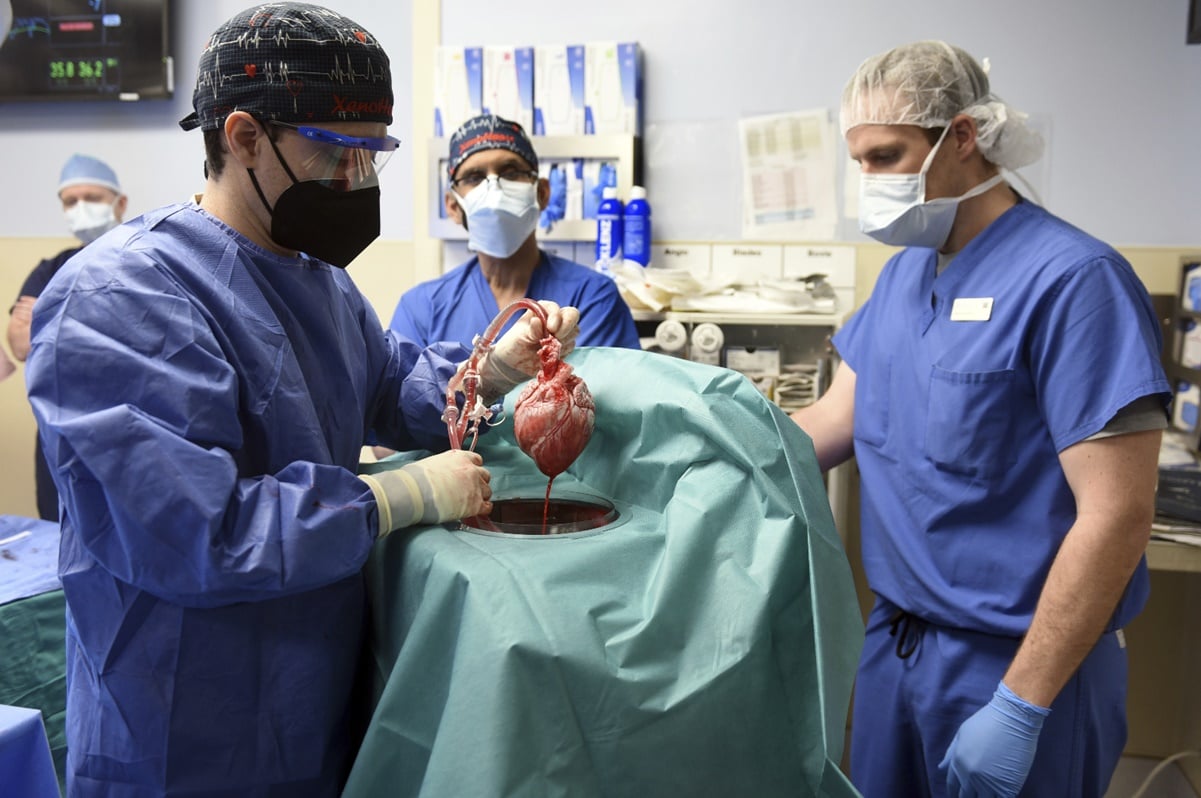 Primer trasplante de corazón de un cerdo a una persona fue un éxito