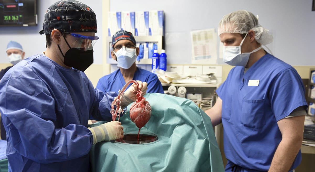 Trasplante de corazón cerdo a humano, ¿Qué riesgos implica un "xenotrasplante"?