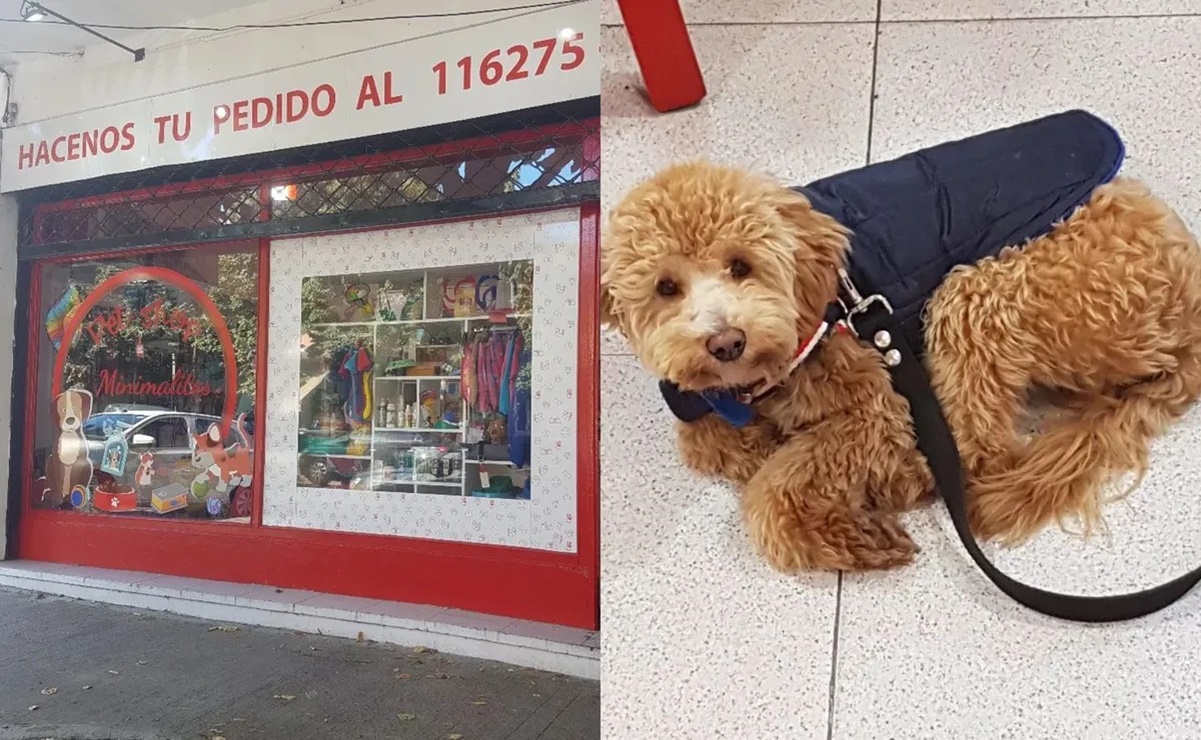 "Llevó a su perro a la veterinaria, jamás lo fue a buscar", la historia del lomito que abandonaron en Argentina