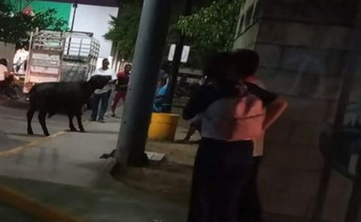 Toro deja el corral y sale a "pasear" en calles de Yucatán; transeúntes se llevan un susto