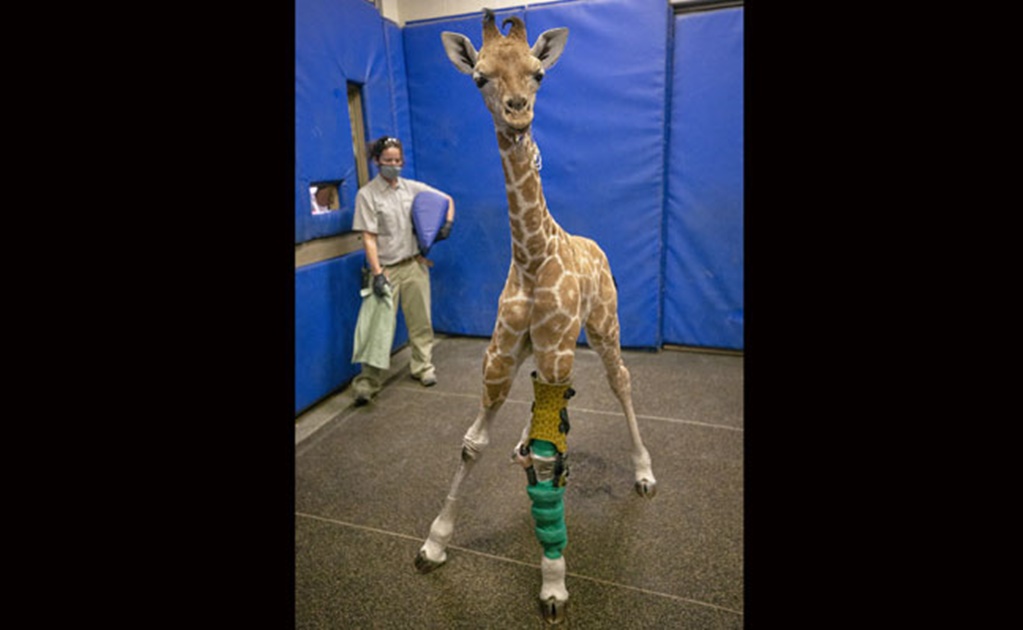 Con medicina humana, salvan a jirafa de de 3 meses en el zoológico de San Diego