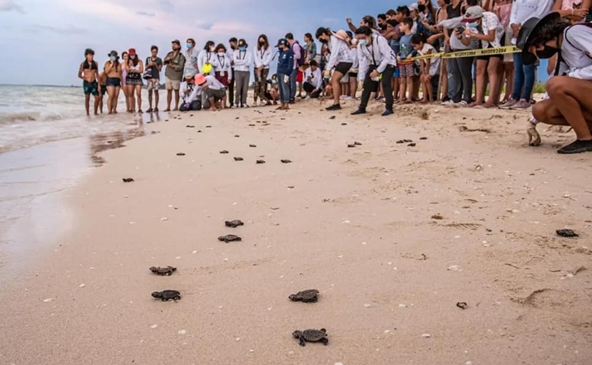 Suman 40 mil crías de tortuga reintegradas a su hábitat en Yucatán