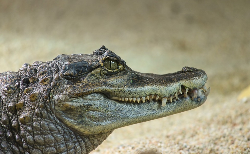 A man survives a large alligator attack in Florida;  He explains, “I tried to open his jaws.”