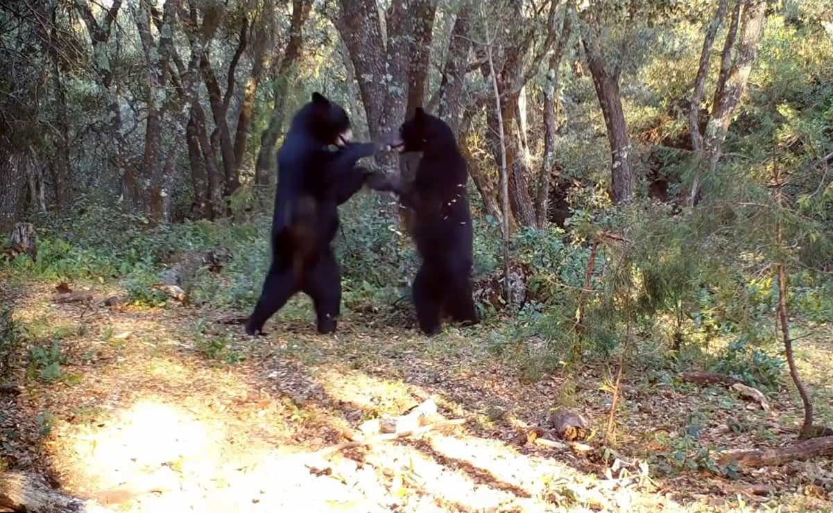 Video. Captan a 2 osos "bailando" en Sierra de Zapalinamé en Saltillo,  Coahuila