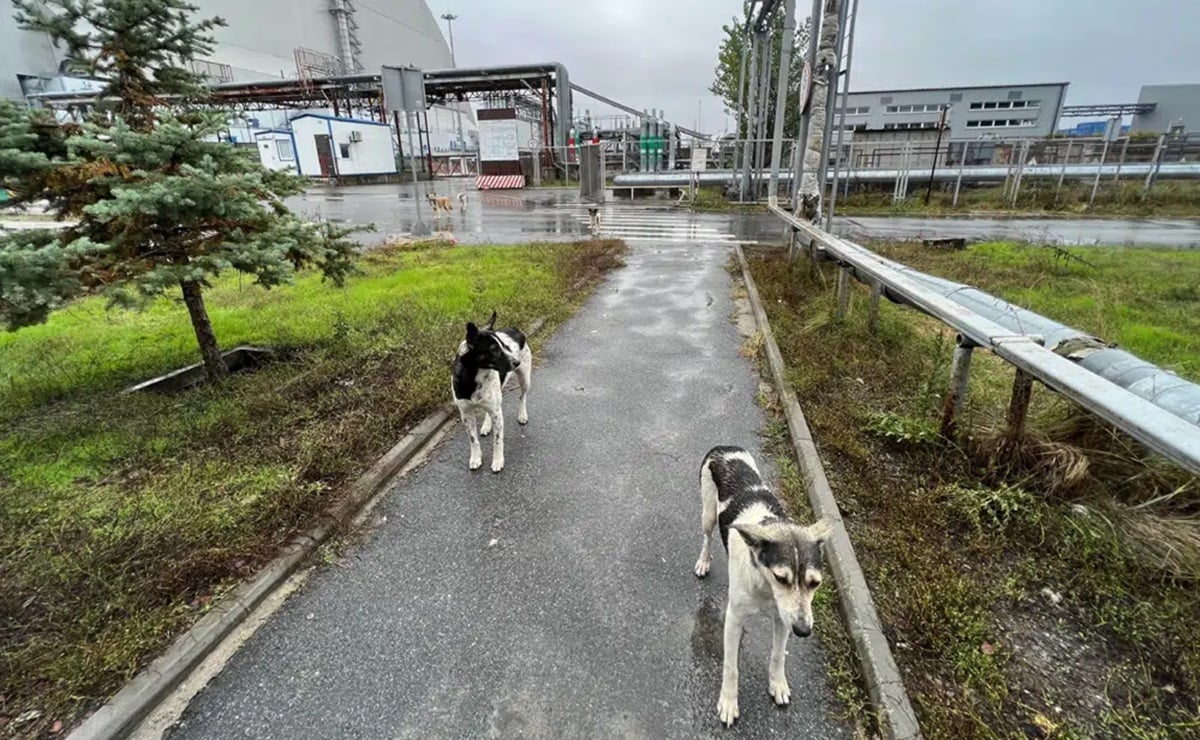 Studi menunjukkan bahwa anjing liar di Chernobyl secara genetik berbeda