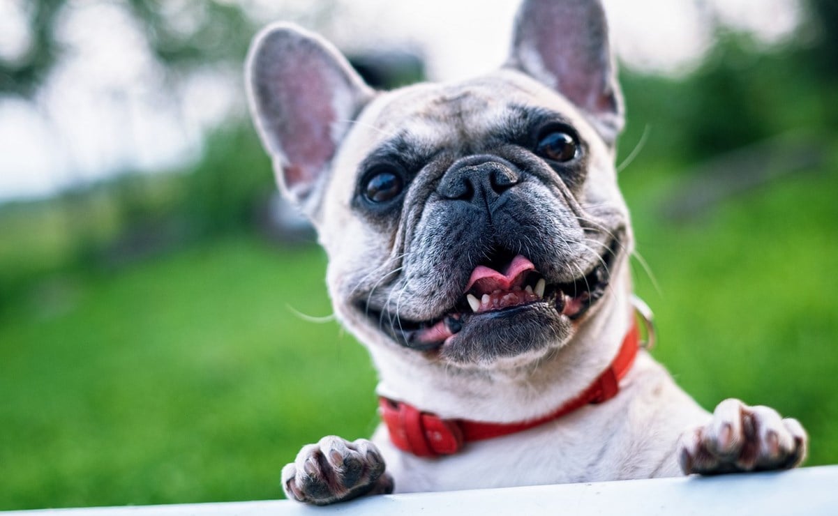 Bulldog francese, il cane più popolare negli Stati Uniti Quali altre razze seguiranno?