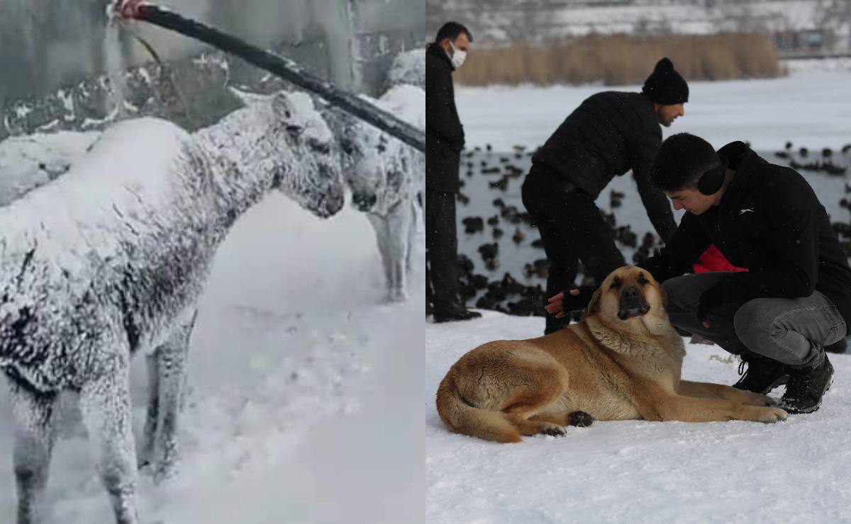 Fotos y videos de animales congelados por intensas nevadas en Turquía